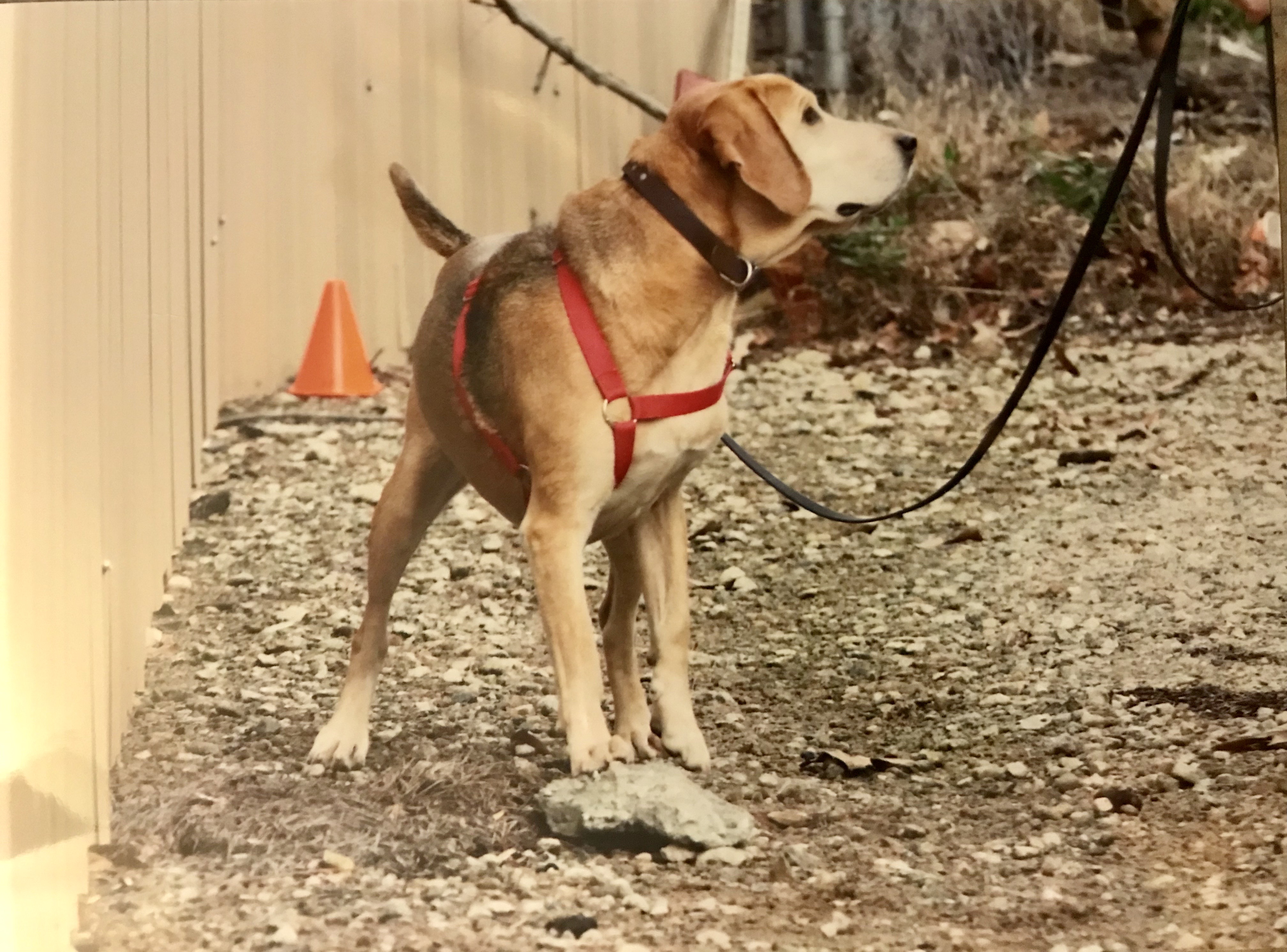 When Beau Found Me: A Tale of Kibble, Heart, and a Hound’s Wisdom